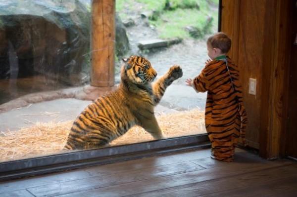 diaforetiko.gr : tiger10n 11 web 600x399 Μωρό ντυμένο τίγρης και μωρό τίγρης συνθέτουν το πιο γλυκό βίντεο της εβδομάδας! Δείτε...