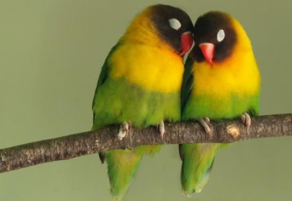 diaforetiko.gr : ws Love Birds 1280x1024 600x414 ΤΟ ΞΕΡΑΤΕ; Γιατί δεν πέφτουν τα πουλιά όταν κοιμούνται στα δέντρα;;;