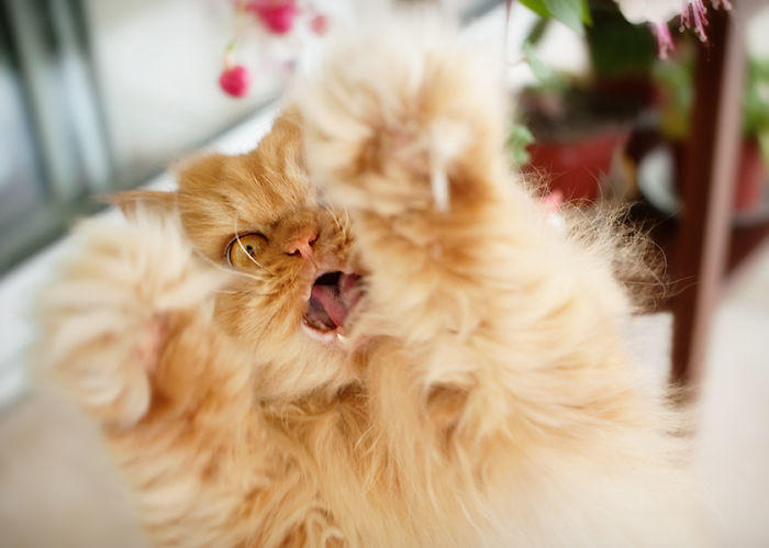 diaforetiko.gr : garfi evil grumpy persian cat 1  700 ΠΟΛΛΑ ΝΕΥΡΑ !!! Αυτός είναι ο Garfi, ο πιο «στραβωμένος» γάτος του κόσμου !!!!