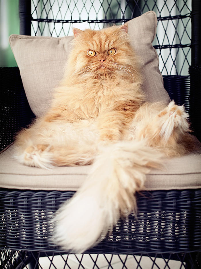diaforetiko.gr : garfi evil grumpy persian cat 22  700 ΠΟΛΛΑ ΝΕΥΡΑ !!! Αυτός είναι ο Garfi, ο πιο «στραβωμένος» γάτος του κόσμου !!!!