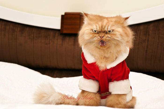 diaforetiko.gr : garfi evil grumpy persian cat 31  700 ΠΟΛΛΑ ΝΕΥΡΑ !!! Αυτός είναι ο Garfi, ο πιο «στραβωμένος» γάτος του κόσμου !!!!