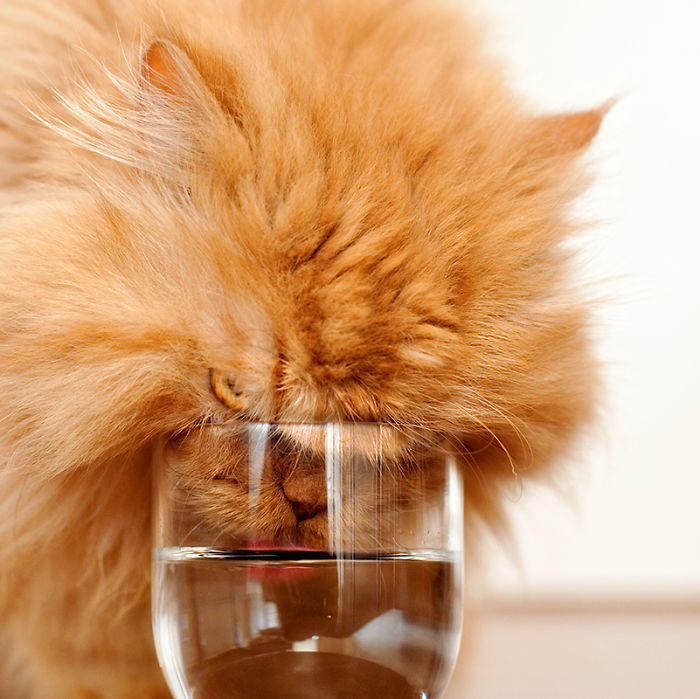 diaforetiko.gr : garfi evil grumpy persian cat 4  700 ΠΟΛΛΑ ΝΕΥΡΑ !!! Αυτός είναι ο Garfi, ο πιο «στραβωμένος» γάτος του κόσμου !!!!