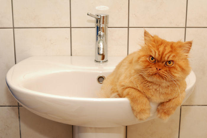 diaforetiko.gr : garfi evil grumpy persian cat 5  7001 ΠΟΛΛΑ ΝΕΥΡΑ !!! Αυτός είναι ο Garfi, ο πιο «στραβωμένος» γάτος του κόσμου !!!!
