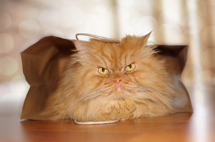 diaforetiko.gr : garfi evil grumpy persian cat 8  700 ΠΟΛΛΑ ΝΕΥΡΑ !!! Αυτός είναι ο Garfi, ο πιο «στραβωμένος» γάτος του κόσμου !!!!