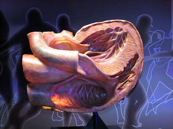 diaforetiko.gr : corpus6 Δείτε το πρωτοποριακό μουσείο του ανθρώπινου σώματος! – Ο πιο πρακτικός τρόπος για να δείτε πως λειτουργεί το σώμα μας είναι να…μπείτε μέσα του !!!