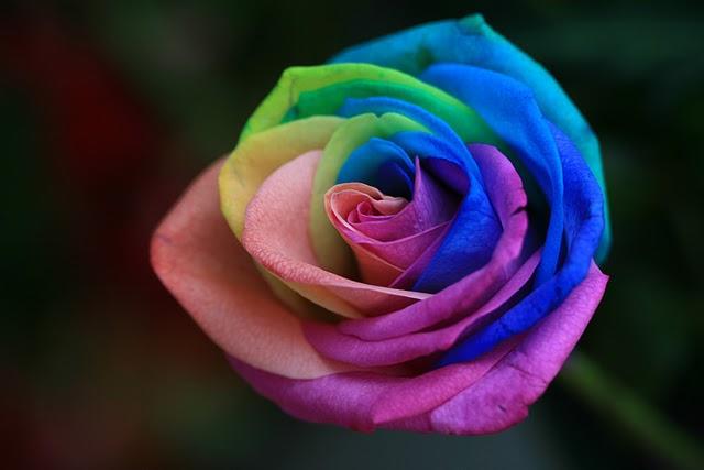diaforetiko.gr : rainbow rose 1 Το αποκαλούν «τριαντάφυλλο ουράνιο τόξο»! Και είναι ότι πιο όμορφο έχετε δει…