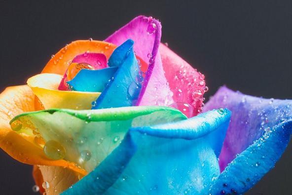 diaforetiko.gr : rainbow rose 4 Το αποκαλούν «τριαντάφυλλο ουράνιο τόξο»! Και είναι ότι πιο όμορφο έχετε δει…