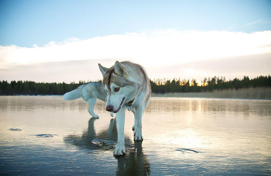 diaforetiko.gr : 1031 Μαγευτικές φωτογραφίες από την Σιβηρία με Huskies που καθρεφτίζονται με τα παγωμένα νερά.