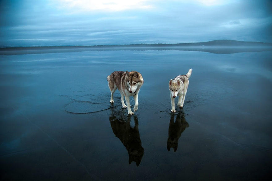diaforetiko.gr : 1165 Μαγευτικές φωτογραφίες από την Σιβηρία με Huskies που καθρεφτίζονται με τα παγωμένα νερά.