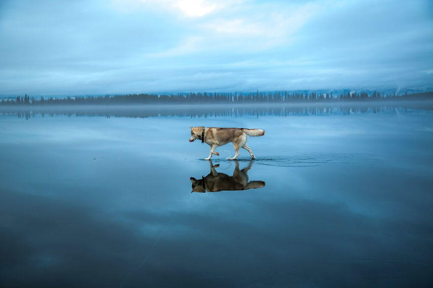 diaforetiko.gr : 1423 Μαγευτικές φωτογραφίες από την Σιβηρία με Huskies που καθρεφτίζονται με τα παγωμένα νερά.