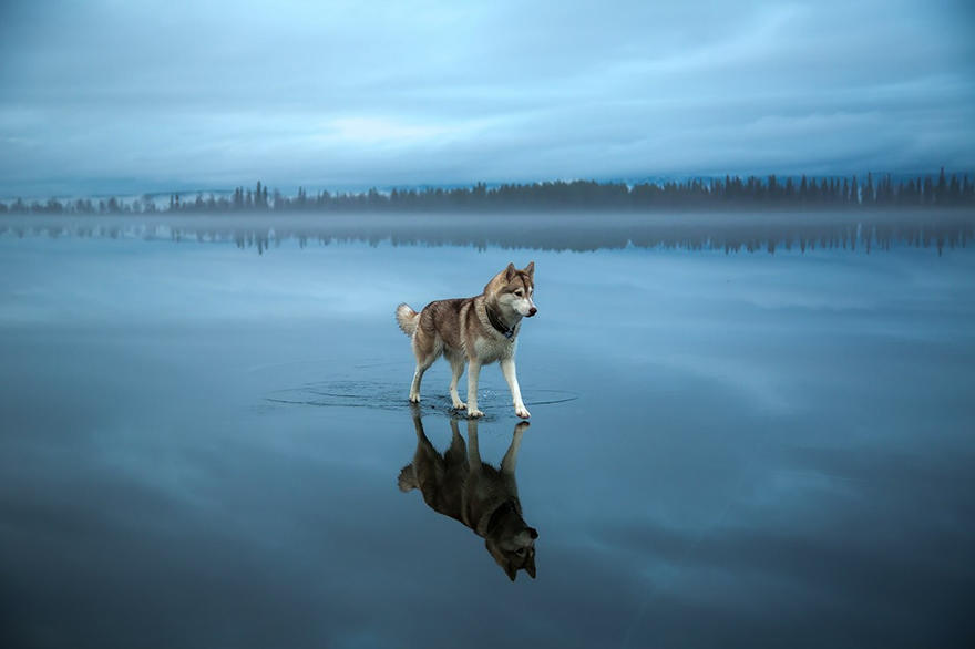 diaforetiko.gr : 295 Μαγευτικές φωτογραφίες από την Σιβηρία με Huskies που καθρεφτίζονται με τα παγωμένα νερά.