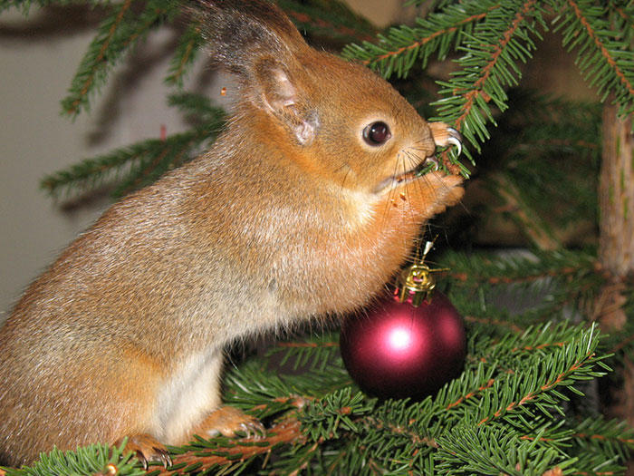 diaforetiko.gr : adopted wild red squirrel baby arttu finland 13  Η συγκινητική ιστορία ενός τραυματισμένου κόκκινου σκίουρου που υιοθετήθηκε από ανθρώπους.