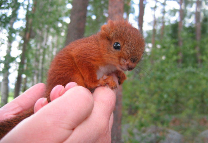 diaforetiko.gr : adopted wild red squirrel baby arttu finland 19  Η συγκινητική ιστορία ενός τραυματισμένου κόκκινου σκίουρου που υιοθετήθηκε από ανθρώπους.