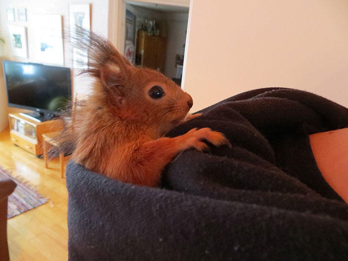 diaforetiko.gr : adopted wild red squirrel baby arttu finland 20  Η συγκινητική ιστορία ενός τραυματισμένου κόκκινου σκίουρου που υιοθετήθηκε από ανθρώπους.