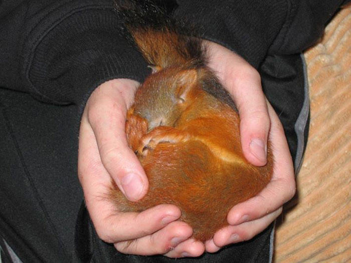 diaforetiko.gr : adopted wild red squirrel baby arttu finland 21  Η συγκινητική ιστορία ενός τραυματισμένου κόκκινου σκίουρου που υιοθετήθηκε από ανθρώπους.