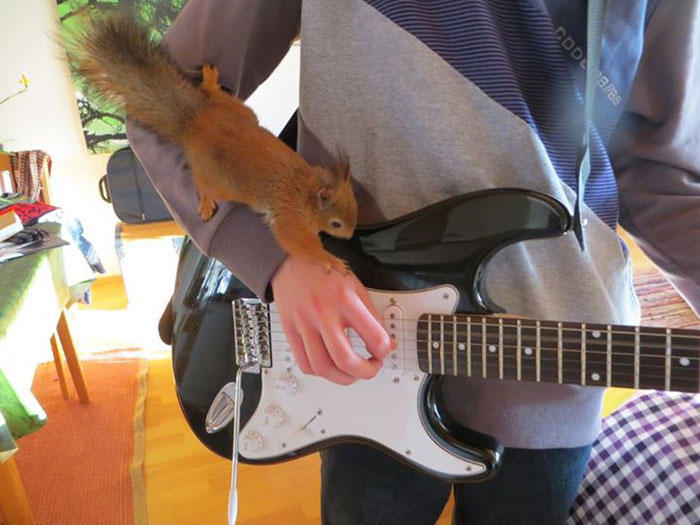 diaforetiko.gr : adopted wild red squirrel baby arttu finland 22  Η συγκινητική ιστορία ενός τραυματισμένου κόκκινου σκίουρου που υιοθετήθηκε από ανθρώπους.