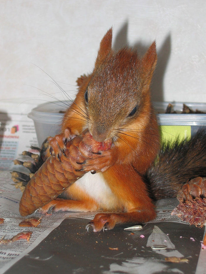 diaforetiko.gr : adopted wild red squirrel baby arttu finland 9  Η συγκινητική ιστορία ενός τραυματισμένου κόκκινου σκίουρου που υιοθετήθηκε από ανθρώπους.