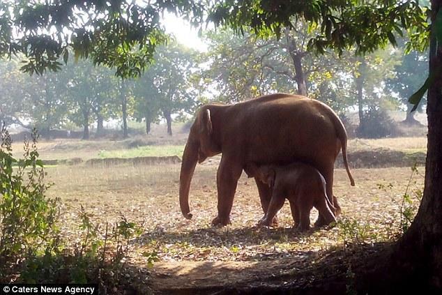 diaforetiko.gr : elefantas3 Αφοσίωση: Θηλυκός ελέφαντας προσπαθούσε επί 11 ώρες να βγάλει το παιδί του από πηγάδι με λάσπη