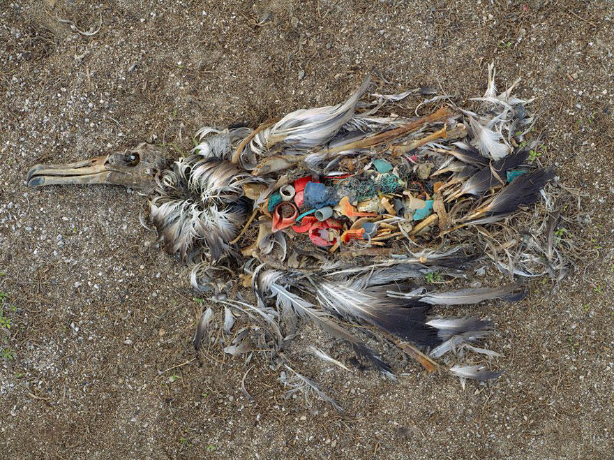 diaforetiko.gr : environmental problems pollution 9  880 22 Σπαρακτικές εικόνες του πλανήτη που θα σε κάνουν να ξανασκεφτείς που πετάς τα σκουπίδια σου.