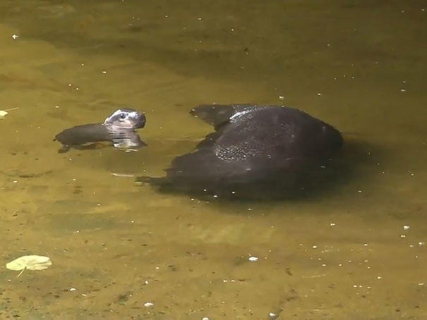 diaforetiko.gr : cute baby pygmy hippopotamus obi melbourne zoo australia 11 Μωρό ιπποπόταμος τριών εβδομάδων μαθαίνει για πρώτη φορά να κολυμπάει. Μας έλιωσε όλους με τη γλύκα του…