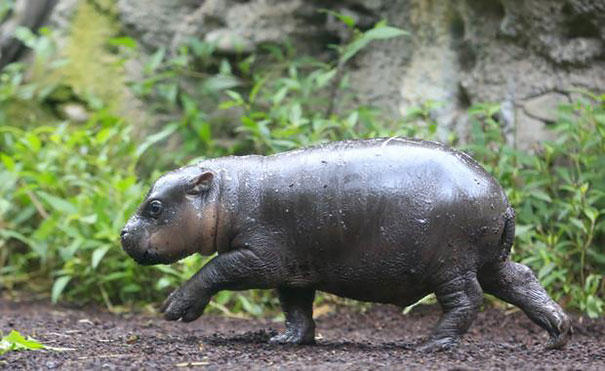 diaforetiko.gr : cute baby pygmy hippopotamus obi melbourne zoo australia 5 Μωρό ιπποπόταμος τριών εβδομάδων μαθαίνει για πρώτη φορά να κολυμπάει. Μας έλιωσε όλους με τη γλύκα του…