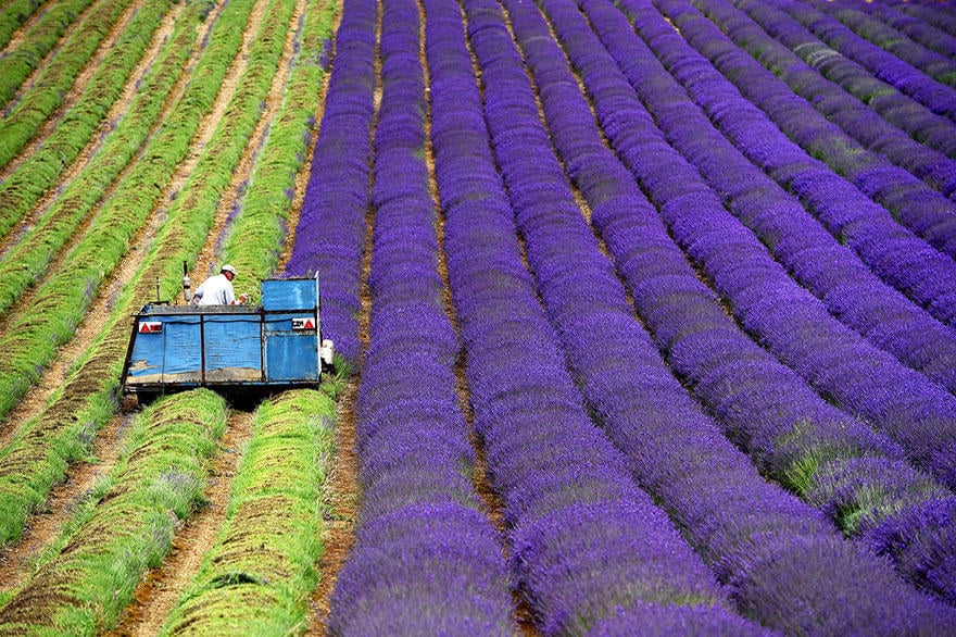 diaforetiko.gr : lavender fields harvesting 1 Η διαδικασία συγκομιδής λεβάντας είναι η πιο εντυπωσιακή εργασία που είδατε ποτέ!