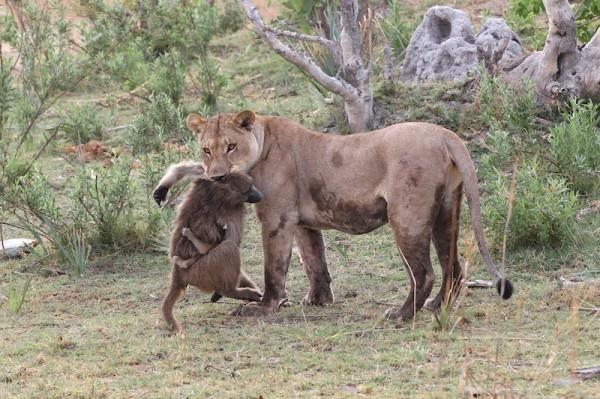 diaforetiko.gr : lifebuzz 075f359a4cfb32652d2ff29c05c0e266 limit 2000 Θηλυκό λιοντάρι σκοτώνει μπαμπουίνο κι ανακαλύπτει το μωρό του – Το τι ακολούθησε στη συνέχεια είναι απίστευτο!
