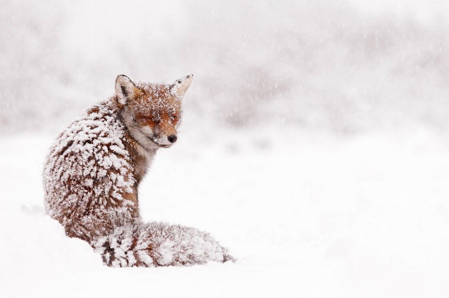 Name: Vulpes vulpes Location: The Netherlands – Amsterdamse Waterleidingduinen Description: A fox sitting in the snow as if it just doesn’t really know what to do in this particular situation.  Or maybe it was just as surprised as I was to find another creature in these quite uncommon and uncomfortable weather circumstances. Details: Lying in the snow. Handheld.
