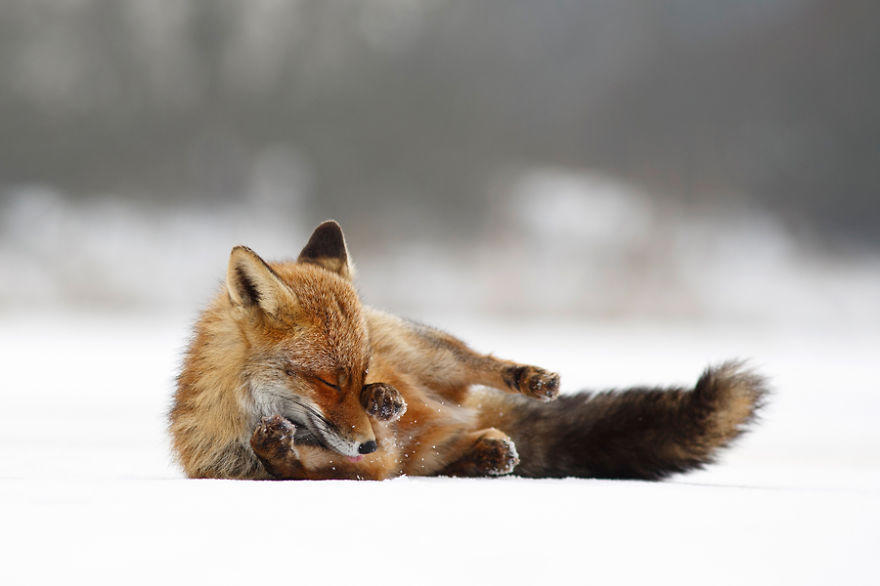Red fox (vulpes vulpes) enjoys rolling in the snow on a cold and cloudy winter day.