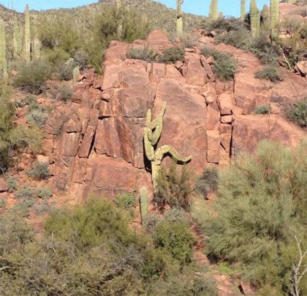 A cactus doing some rock climbing. 