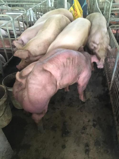 χοιρινό κρέας μεταλλαγμένα γουρούνια μεταλλαγμένα Γουρούνια 