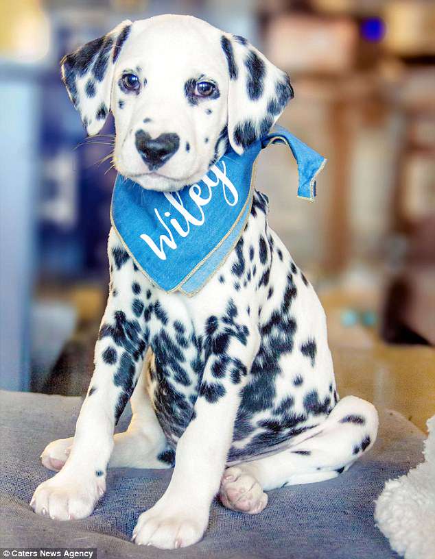 Heartbreaker: Wiley the Dalmatian is only 12 weeks old but already has thousands of fans on Instagram thanks to its unusual spot pattern on its nose
