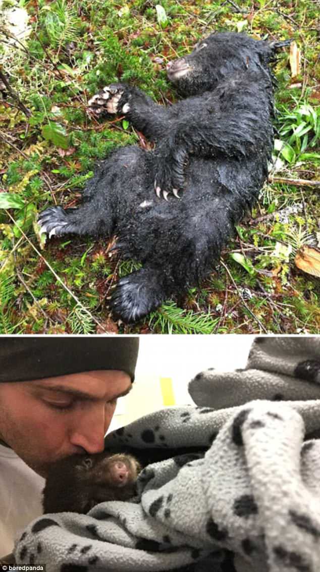 A man who came across an injured bear on a hike managed to nurse it back to health