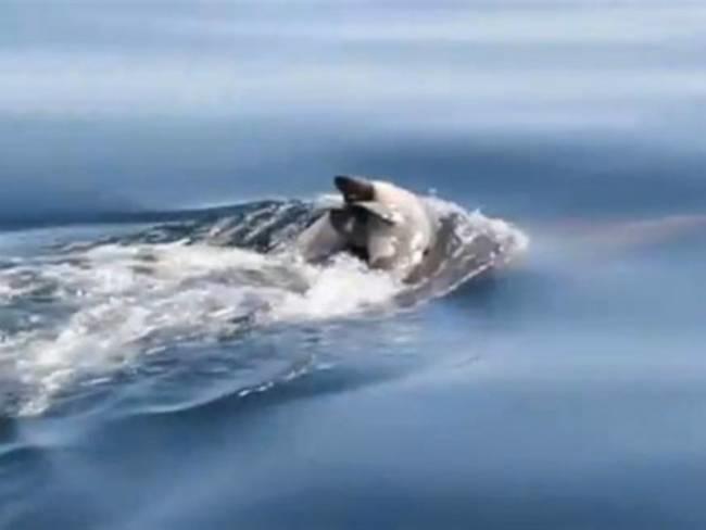 Δελφίνι κουβαλάει το νεκρό μωρό του! (βίντεο)