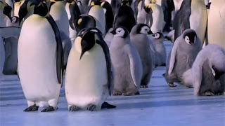 Γκάφες πιγκουίνων που χαρίζουν άφθονο γέλιο! (ΒΙΝΤΕΟ)
