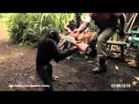 ΤΡΕΛΟ ΒΙΝΤΕΟ: Xιμπαντζής πυροβολεί με καλάσνικοφ