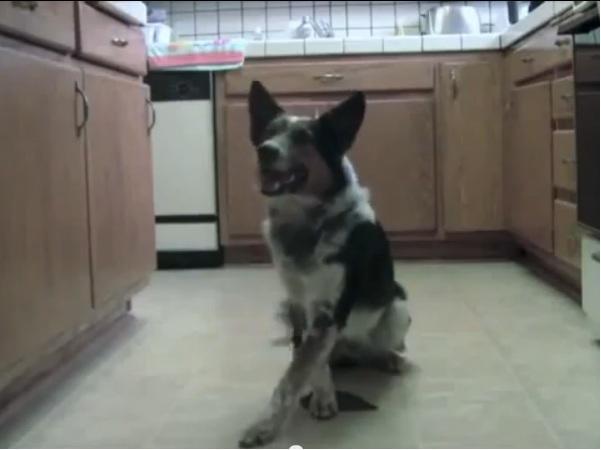 Δείτε το πιο έξυπνο σκυλί στον κόσμο!!! (βίντεο)