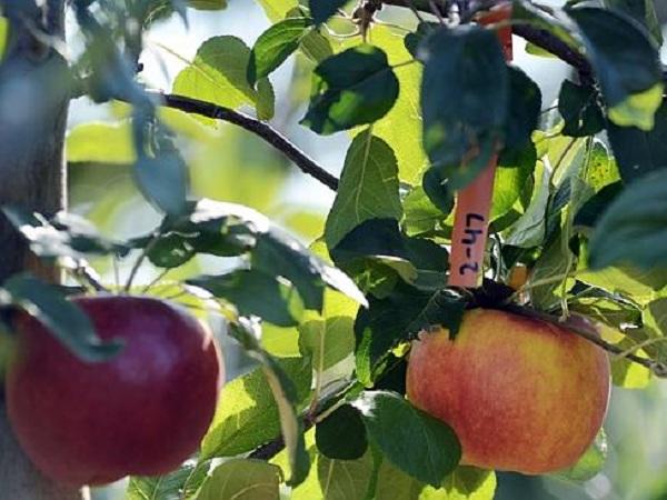 Μηλιά παράγει 250 διαφορετικές ποικιλίες μήλων!