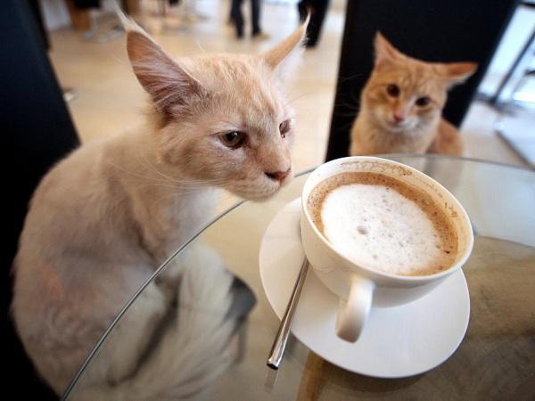 Το καφέ με τις γάτες στο Παρίσι!