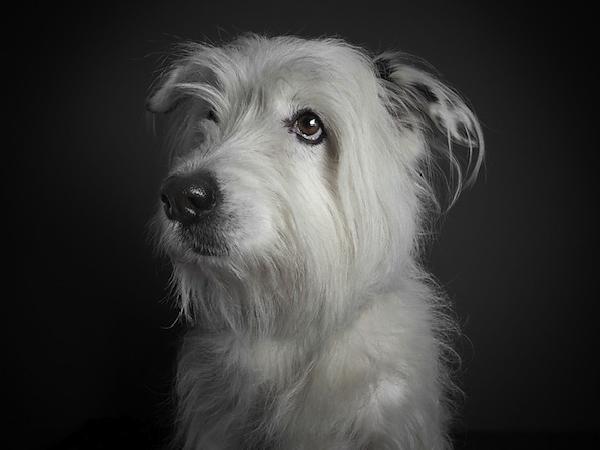 Πορτρέτα σκύλων με… ανθρώπινες εκφράσεις!
