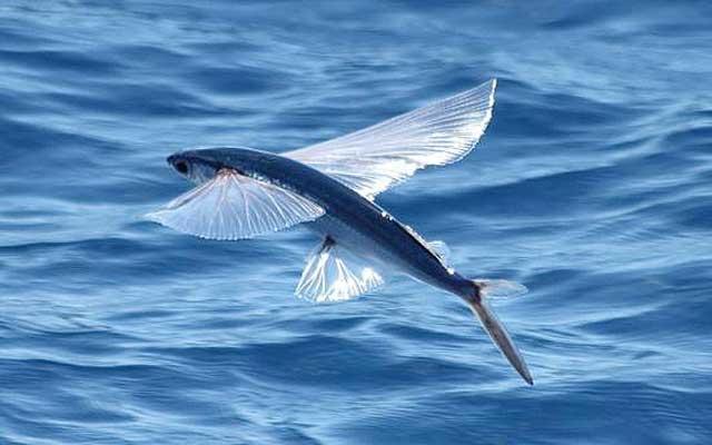 Exocoetidae: Το ψάρι που πετάει!!! (βίντεο)