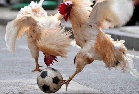 ΤΥΦΛΑ ΝΑ ‘ΧΕΙ Ο MESI!!! Οι καλύτεροι ποδοσφαιριστές είναι τα… ζώα!!! (βίντεο)