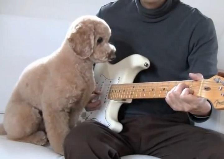 Μοναδικός σκύλος παίζει καταπληκτική κιθάρα! (βίντεο)