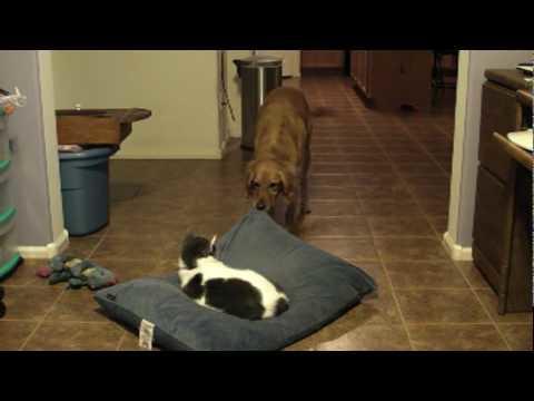 ΠΟΛΥ ΓΕΛΙΟ : Όταν οι γάτες κλέβουν κρεβάτια σκύλων !