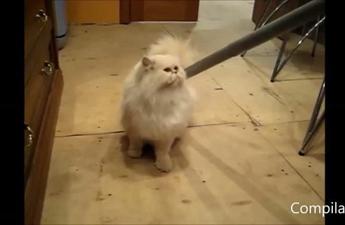 ΑΠΙΘΑΝΟ! Οι σκύλοι και οι γάτες αγαπάνε τις ηλεκτρικές σκούπες…!!! (βίντεο)