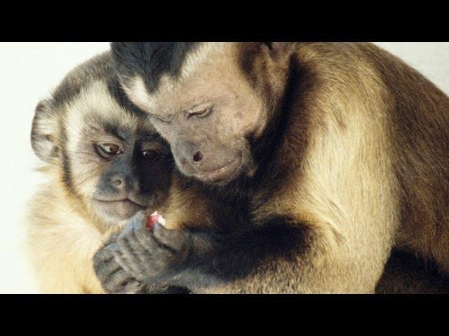 ΠΕΙΡΑΜΑ: Ποια είναι η αντίδραση των μαϊμούδων όταν αδικούνται;; (βίντεο)