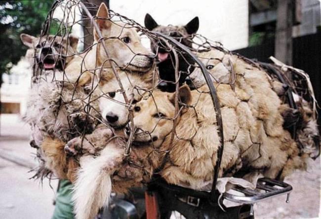 ΦΡΙΚΗ!!! Οι Κινέζοι ζήτησαν από την Ιταλία εισαγωγή κεφάλια σκύλων!