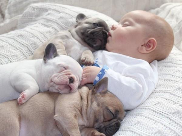 Baby-with-Bulldog-Puppies-5