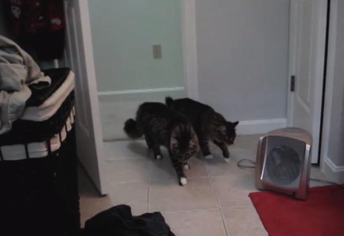 ΠΟΛΥ ΓΕΛΙΟ!!! Τρομαγμένες γάτες… (βίντεο)