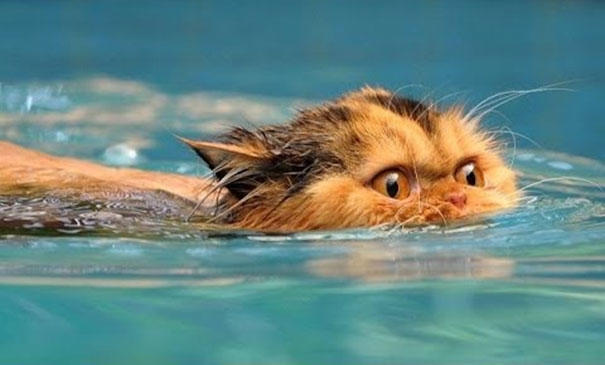 Δείτε παιχνιδιάρες γάτες που αγαπούν το νερό! (βίντεο)